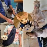 Pet Bags Transport Carry Travel Sling Bag F For Small Dogs Adjustable - Image 6