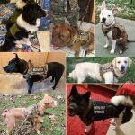Tactical Dog Harness Pet Training Vest Dog Harness And Leash - Image 5