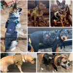 Tactical Dog Harness Pet Training Vest Dog Harness And Leash - Image 6