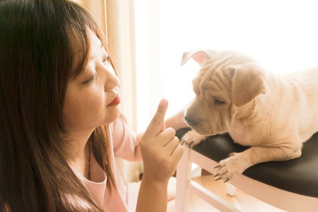 Frequent mistakes in your pet’s education