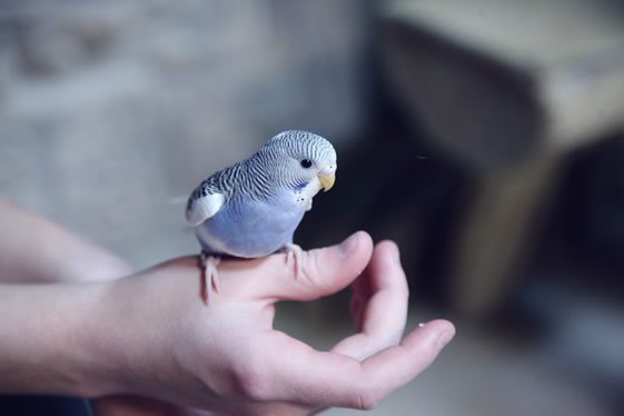 Birds as pets. An option as a pet