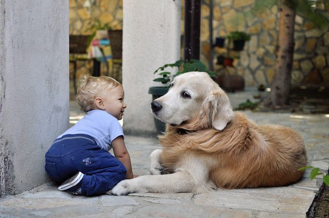 Perfect dog breeds for children