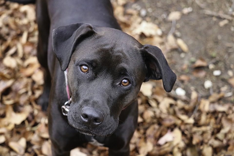 How Pets Can Improve Your Mental Wellbeing