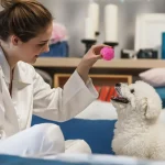Dog Toy Bone Head Ball Teeth Grinding Stick Dog Bite - Image 5
